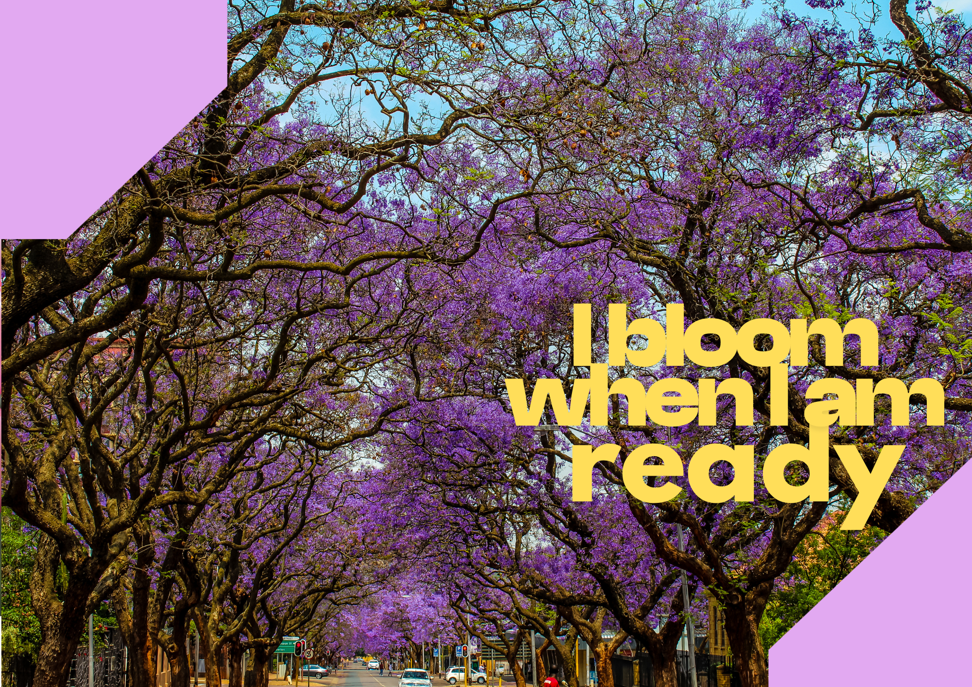 The Jacarandas Don't Wait for Permission to Bloom